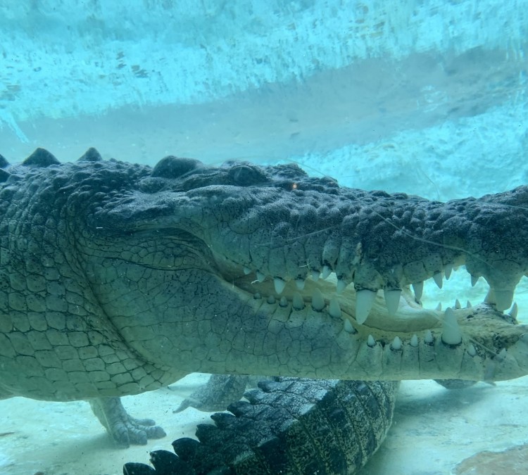 st-augustine-alligator-farm-zoological-park-photo